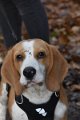 Afb_20171112_louie (10)